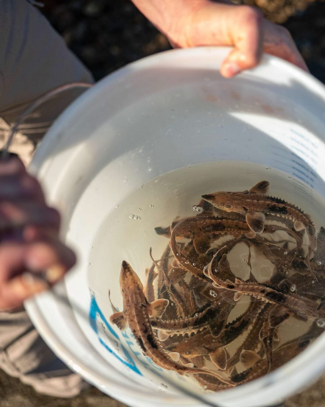 Lake Sturgeon Return to the Scioto River: Ohio Stocks First Tagged Juveniles Near Circleville