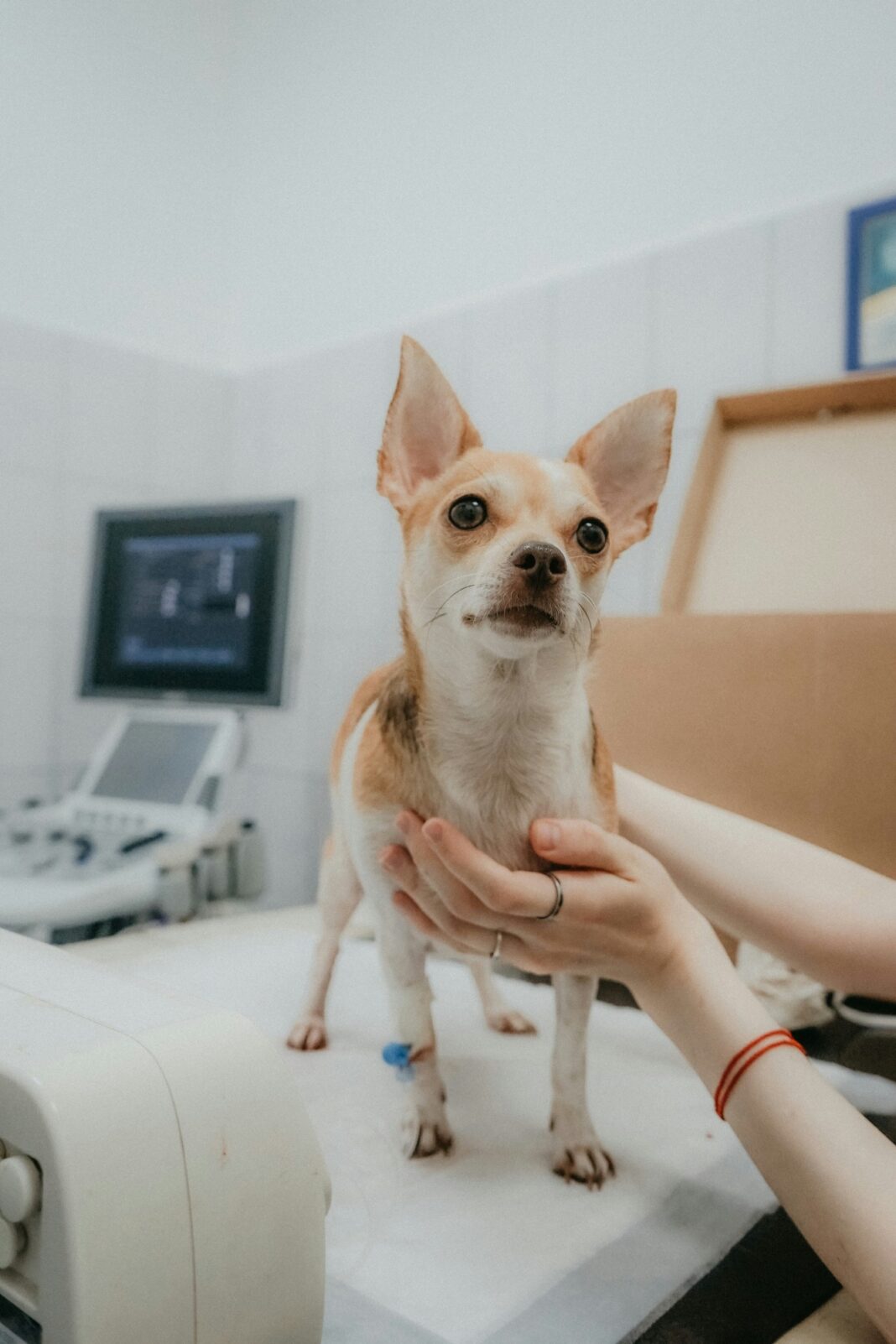 Free Ross County Rabies Clinic Is Sept. 19. Here Is What to Bring.