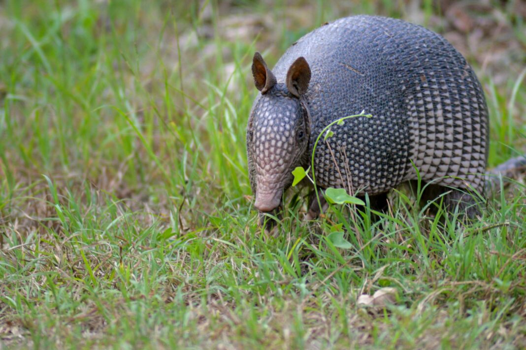 First Naturally Occurring Armadillo Documented in Ohio at Miami University in Oxford