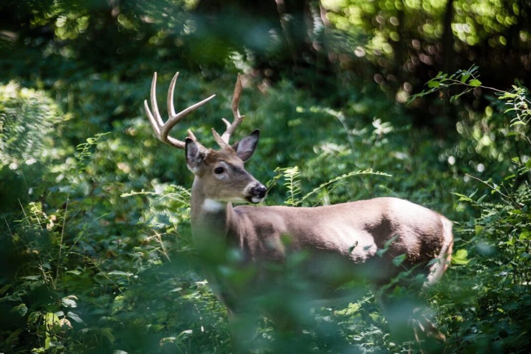 Ross County Deer Hunters Can Donate Harvest to Food Banks