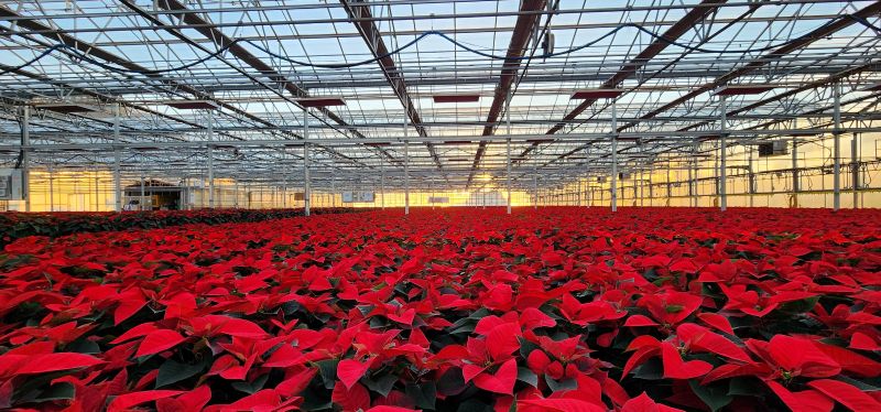 A greenhouse filled with red poinsettias at Bob's Market