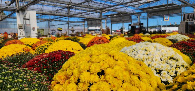 Mums on the Porch, 80,000 Poinsettias in the Greenhouse: Bob’s Market Takes Gallipolis From Fall to Christmas