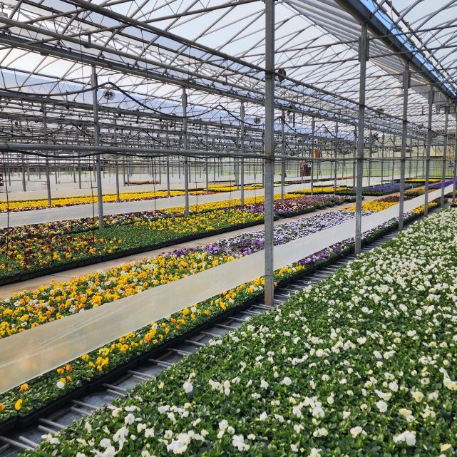 Rows of pansies in yellow, white and purple growing in a greenhouse