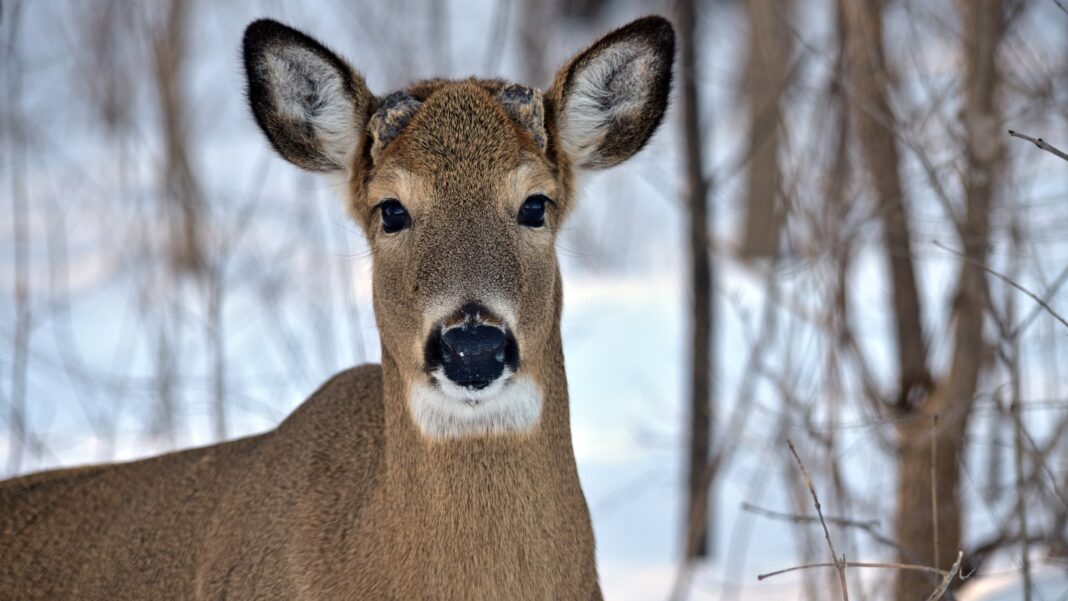 Ohio Deer Hunters Off to a Fast Start, Jackson County Leads the Region