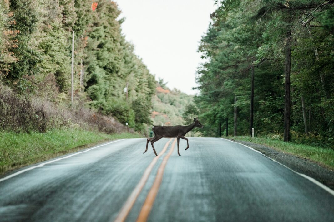 You Hit a Deer on a Pike County Road. The 24-Hour Rule Is Statewide.