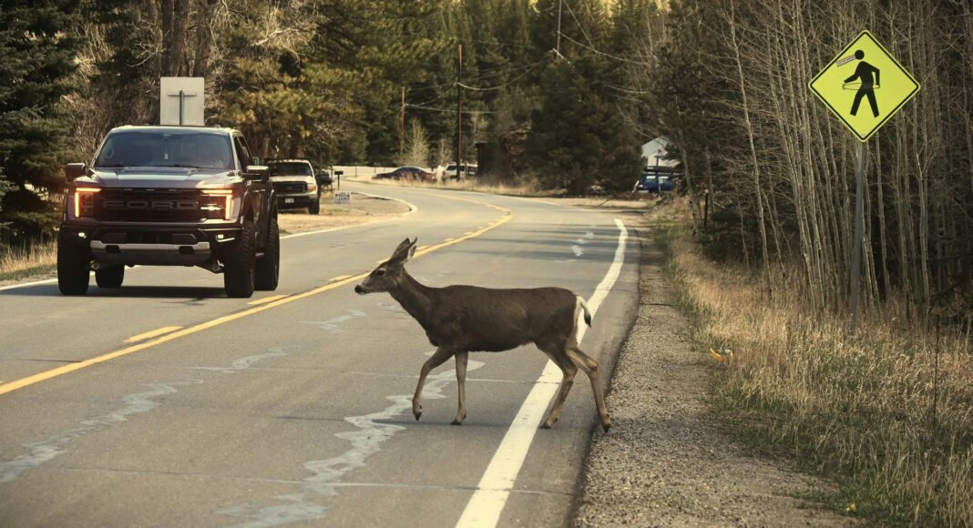 You Hit a Deer on a Ross County Road. Here Is What Ohio Lets You Do With It.