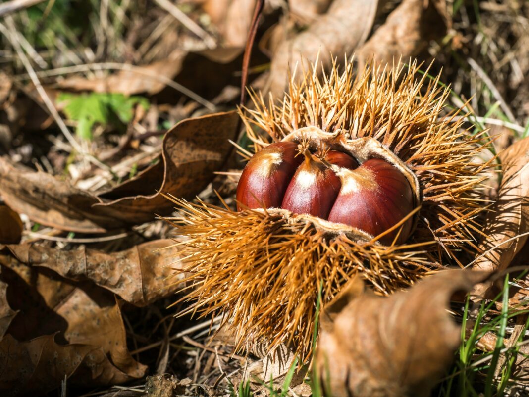 Rare West Virginia Chestnuts Sit Near a Massive AI Data Center Plan