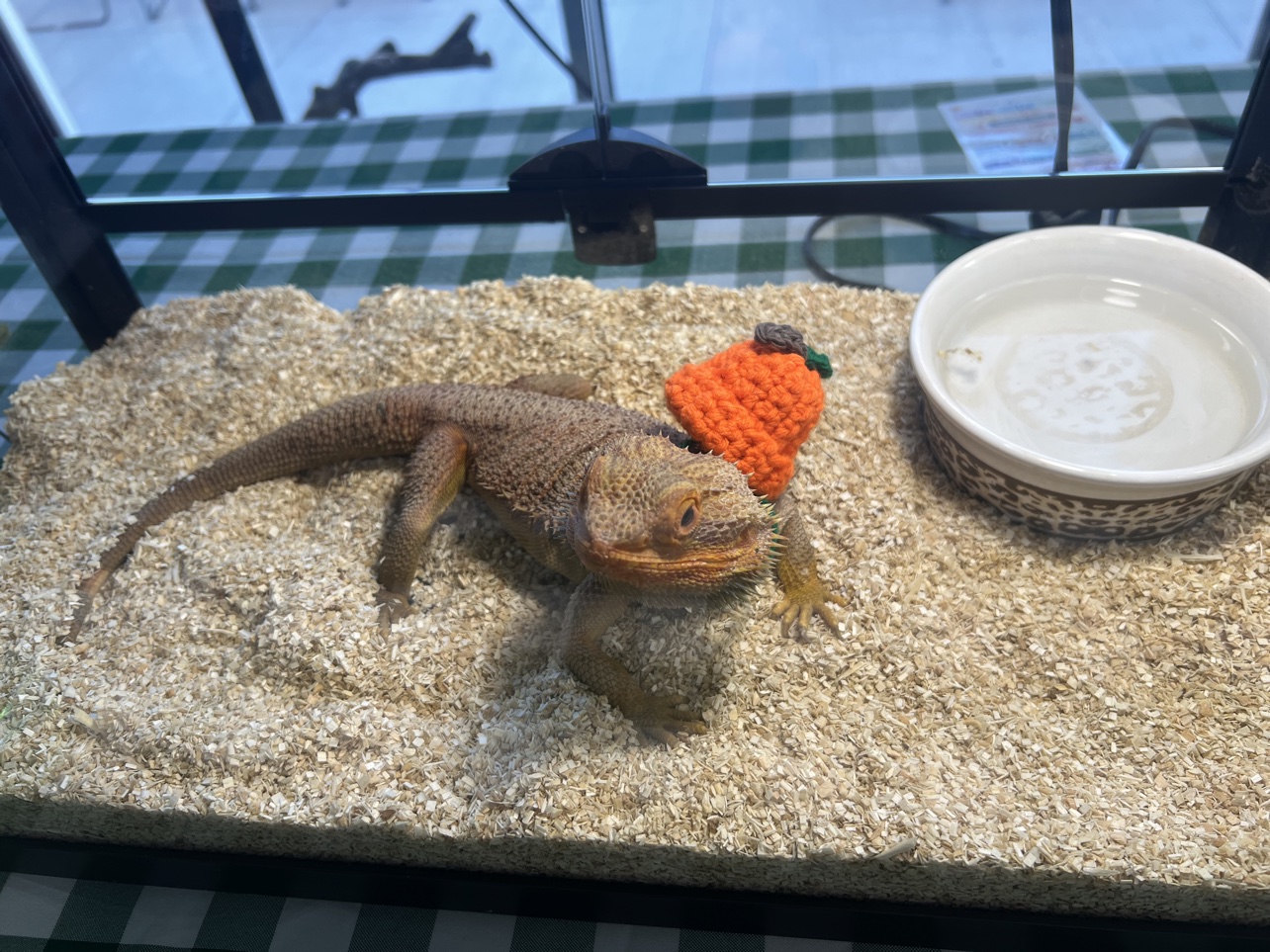 Bearded dragon wearing a pumpkin hat