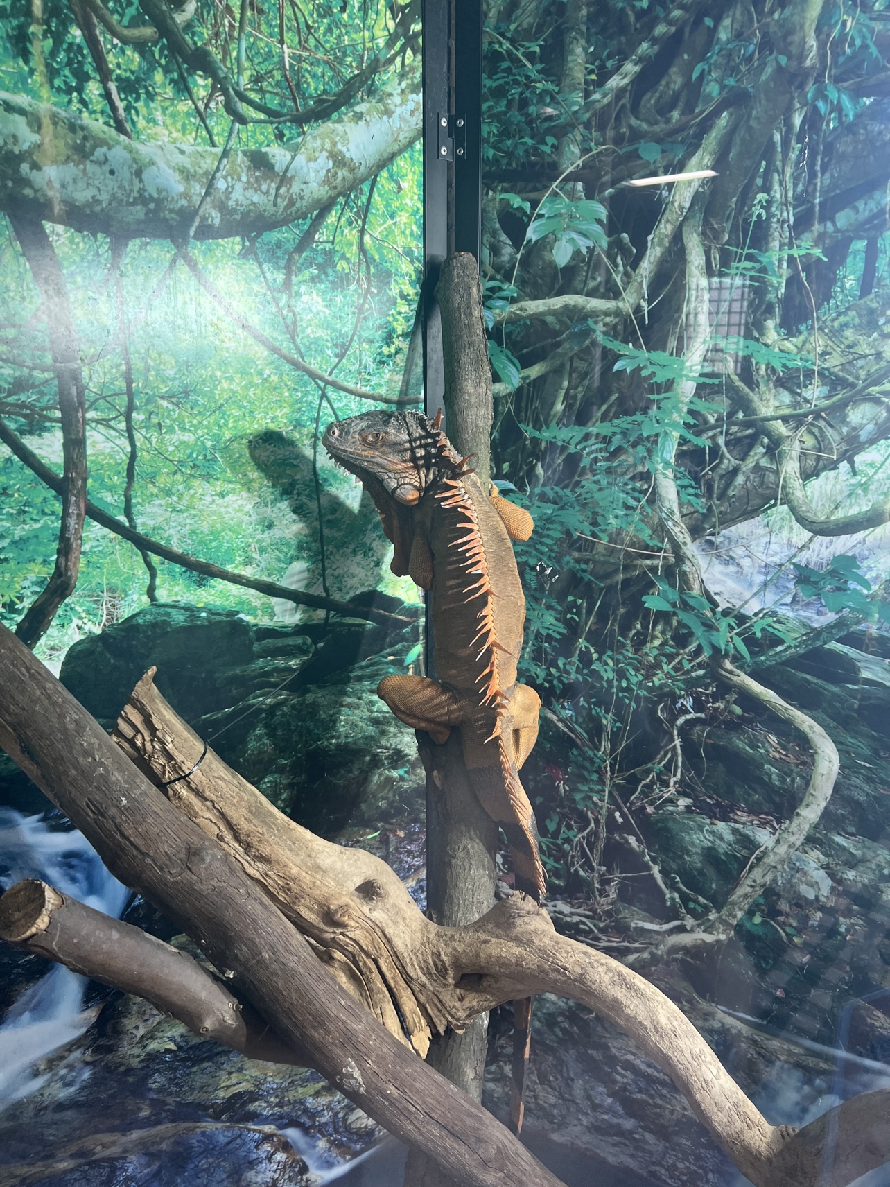 Iguana climbing in its enclosure