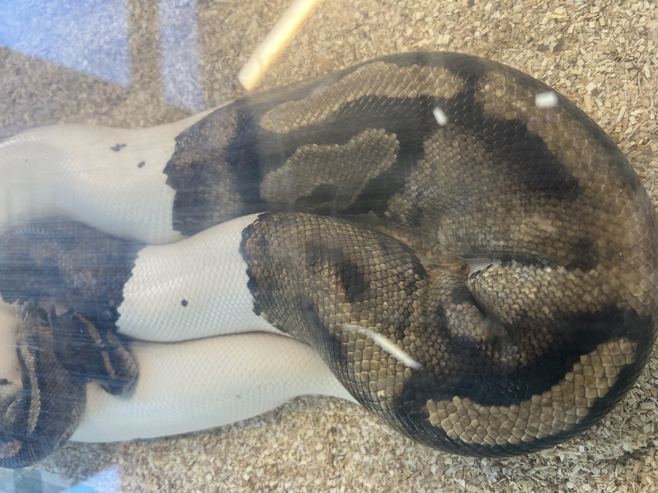 Piebald python