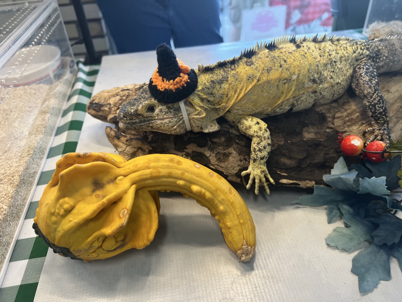 Mikey the spiny-tailed iguana wearing a witch hat