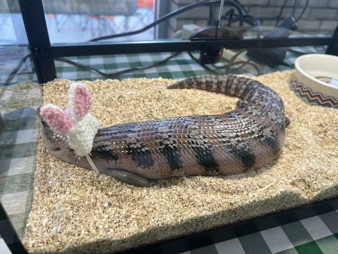 Blue-tongue skink wearing bunny ears