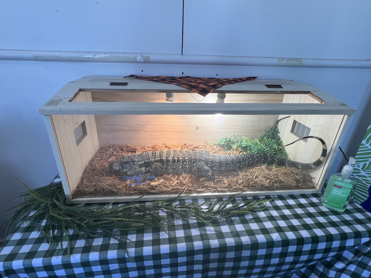 A tegu in its enclosure