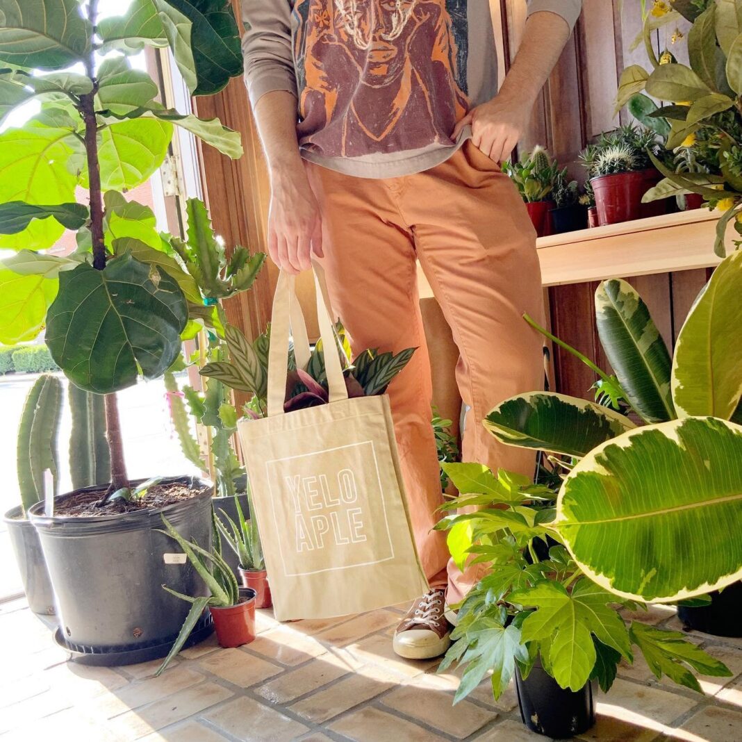 Bring the jungle inside: Short North plant shop Yelo Aple on fall swaps, winter prep and pet-safe picks
